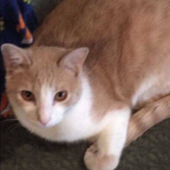 Meet your Posher, Haley - Picture 1 of 1